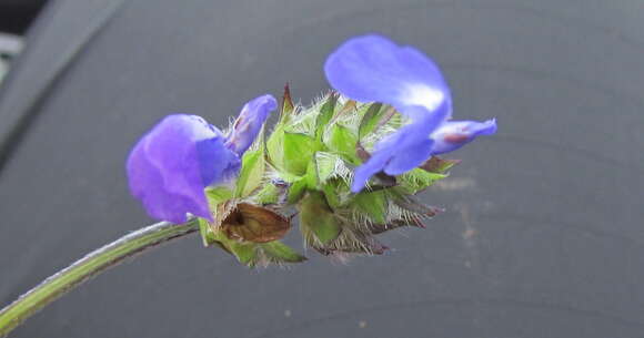 Image of Salvia tetramerioides Mart. Gord., Fragoso & García-Peña