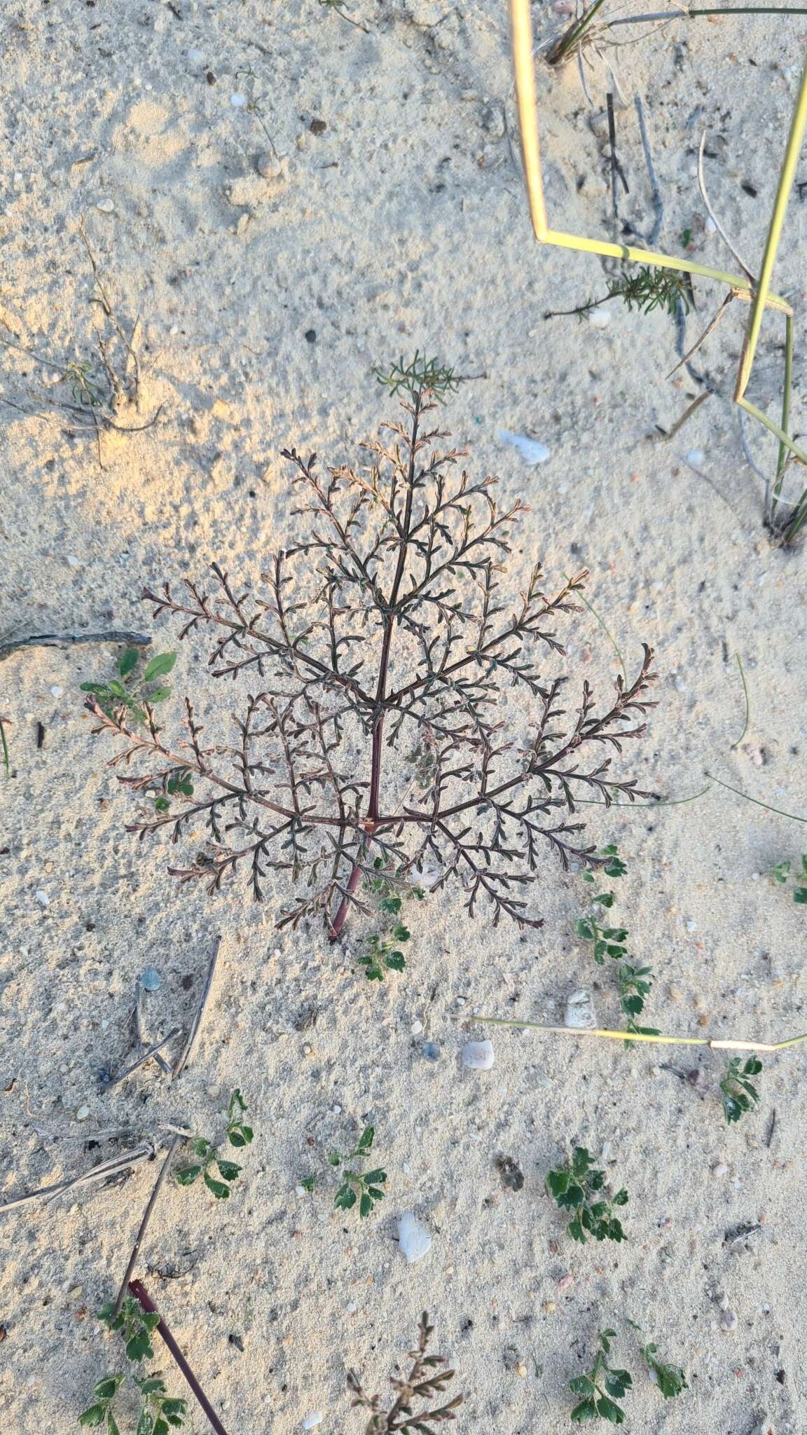 Imagem de Pelargonium multiradiatum Wendl.