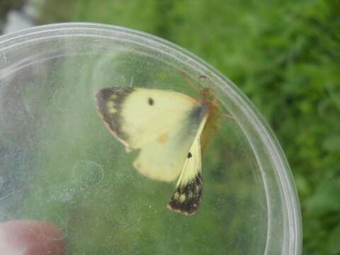 Image of bergers clouded yellow