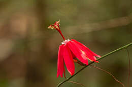 Image of Passiflora glandulosa Cav.