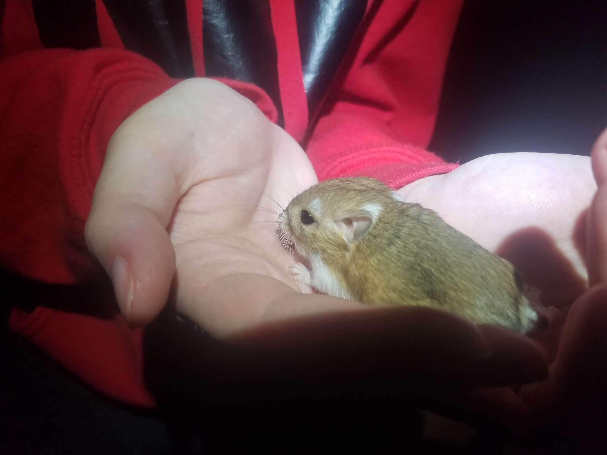 Image of Ord's Kangaroo Rat