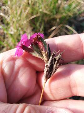 Image of Sequier's pink