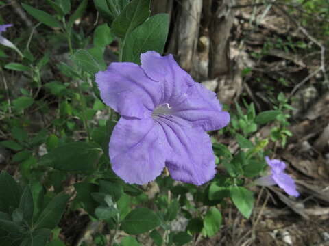 Image of Ruellia hirsutoglandulosa (Oerst.) Hemsl.