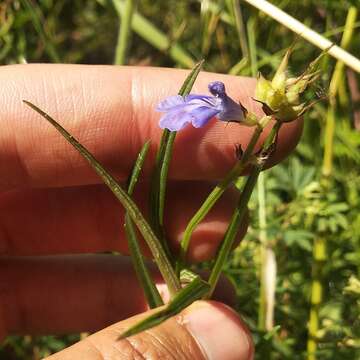 Image of Salvia filifolia Ramamoorthy