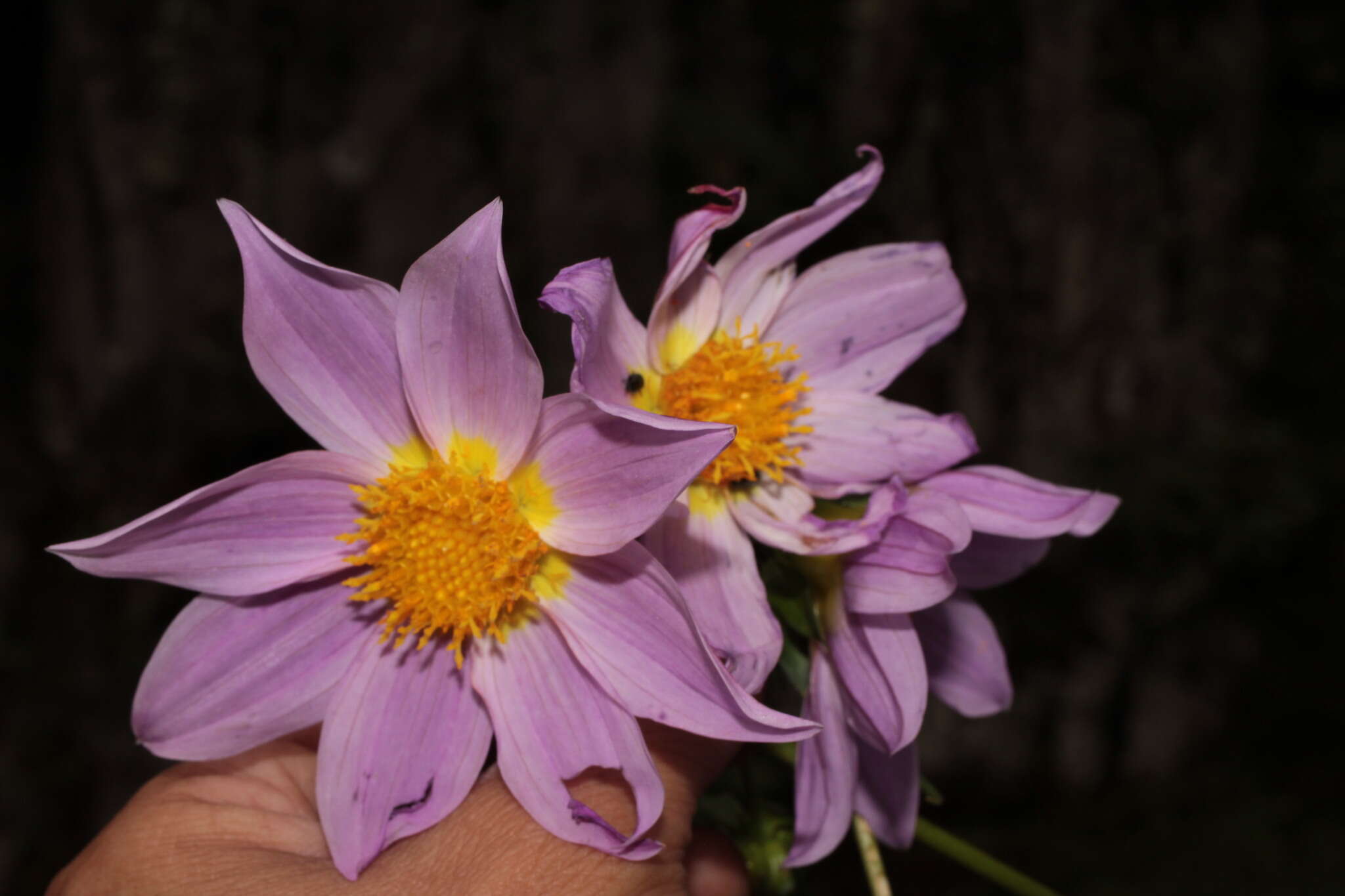 Image of Dahlia rupicola P. D. Sorensen