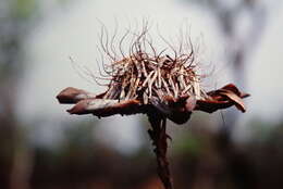 Imagem de Protea madiensis Engl.