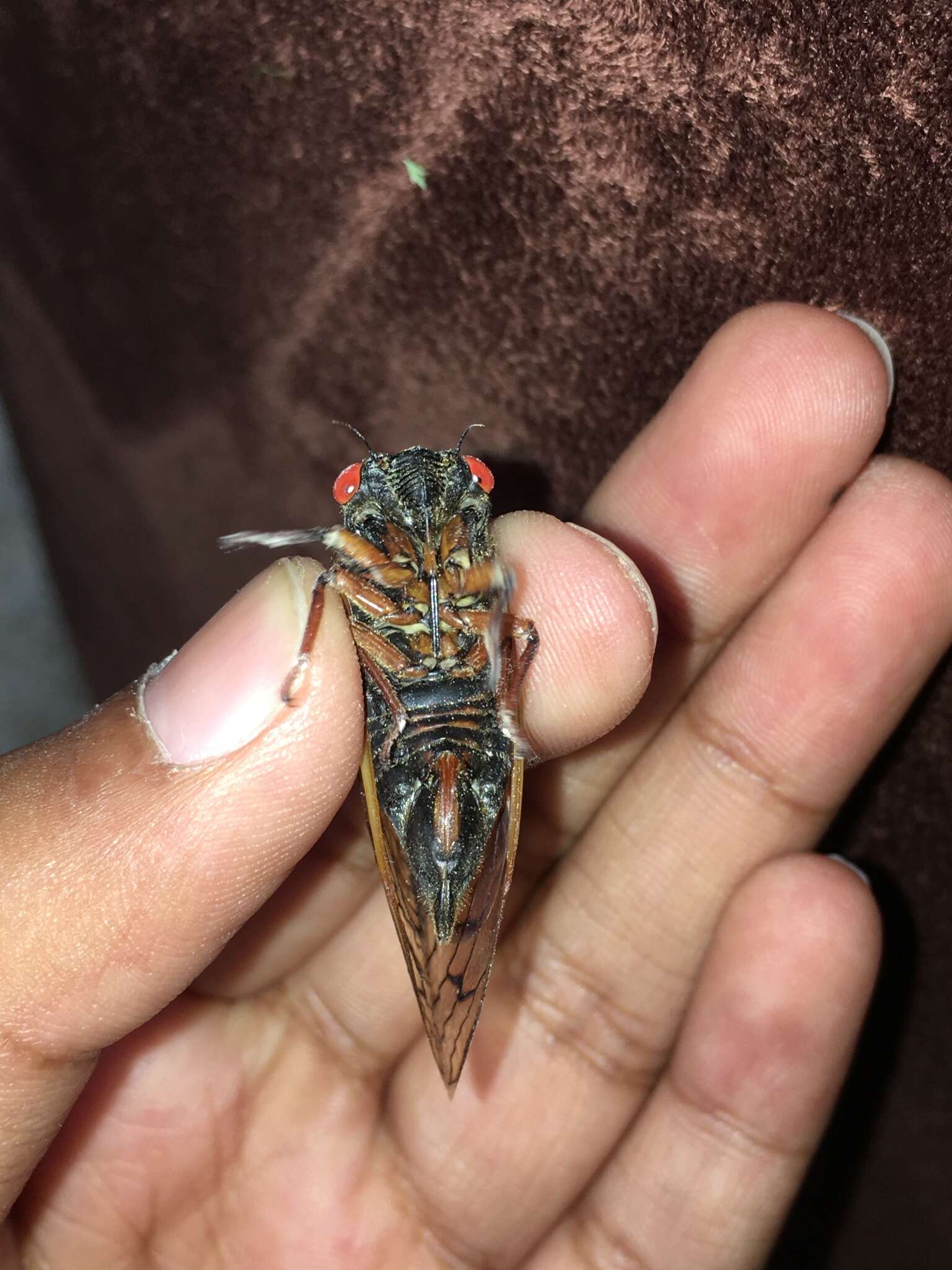 Image of Decula Periodical Cicada