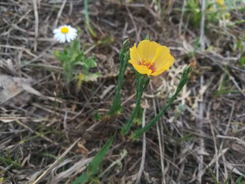 Image of Texas flax