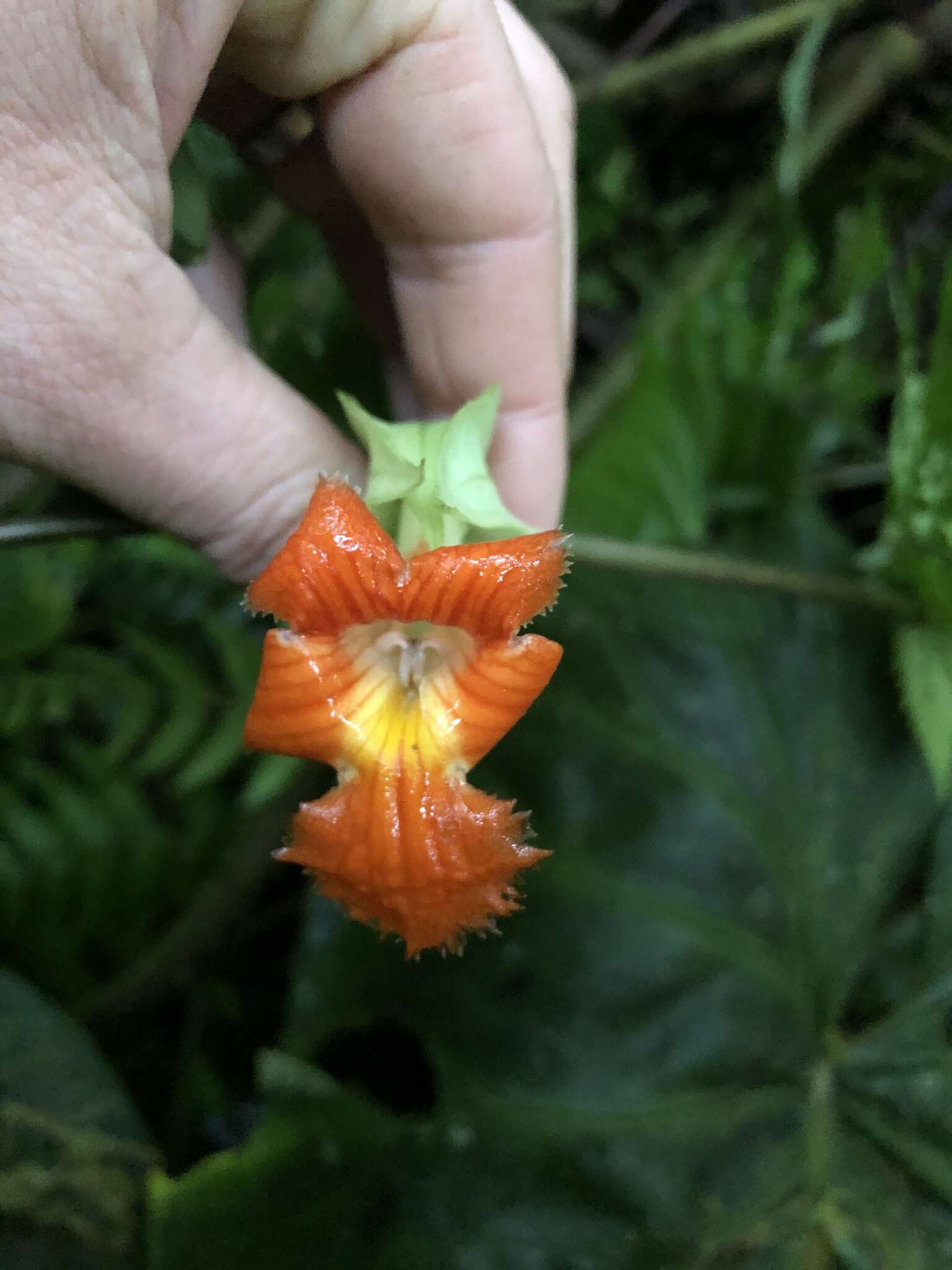 Image de Drymonia rubra C. V. Morton