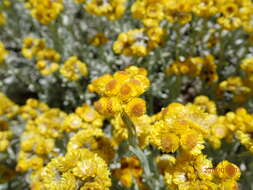 Image de Helichrysum trilineatum DC.