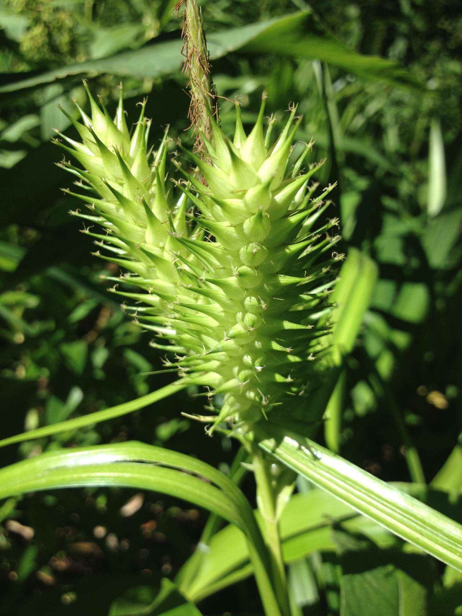 Sivun Carex lupuliformis Sartwell ex Dewey kuva