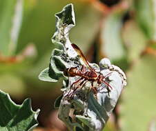 Image of Polistes badius Gerst. 1873