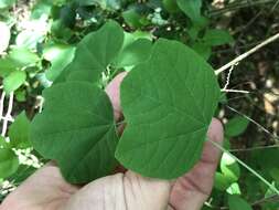 Image of slender passionflower