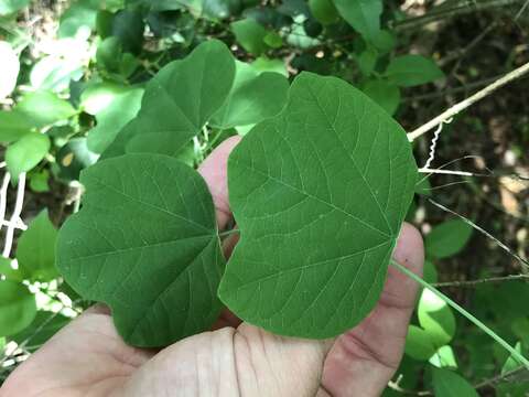 Passiflora filipes Benth.的圖片