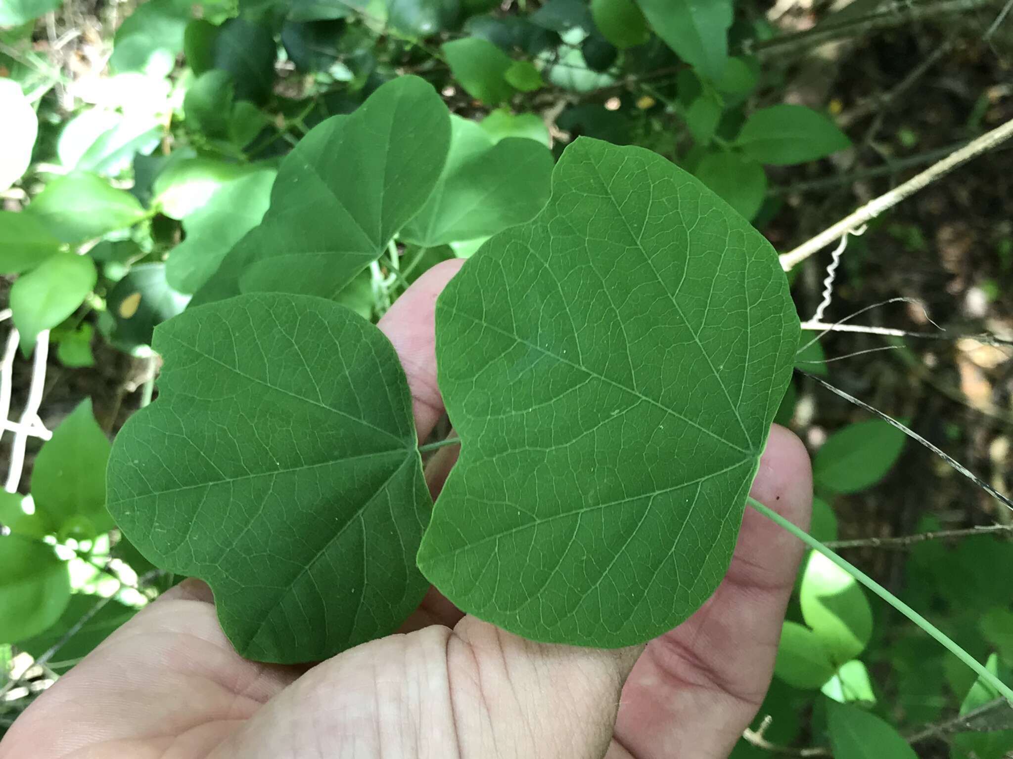 Image of slender passionflower