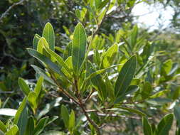 Image de Lithraea brasiliensis March.