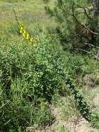 Image of Linaria dalmatica subsp. dalmatica