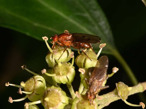 Image of Dryomyza anilis Fallen 1820