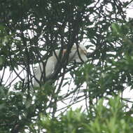 Imagem de Cacatua moluccensis (Gmelin & JF 1788)