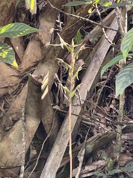 Image of Long-claw orchids