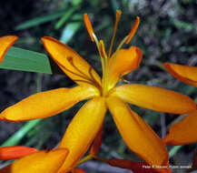 صورة Crocosmia aurea subsp. aurea