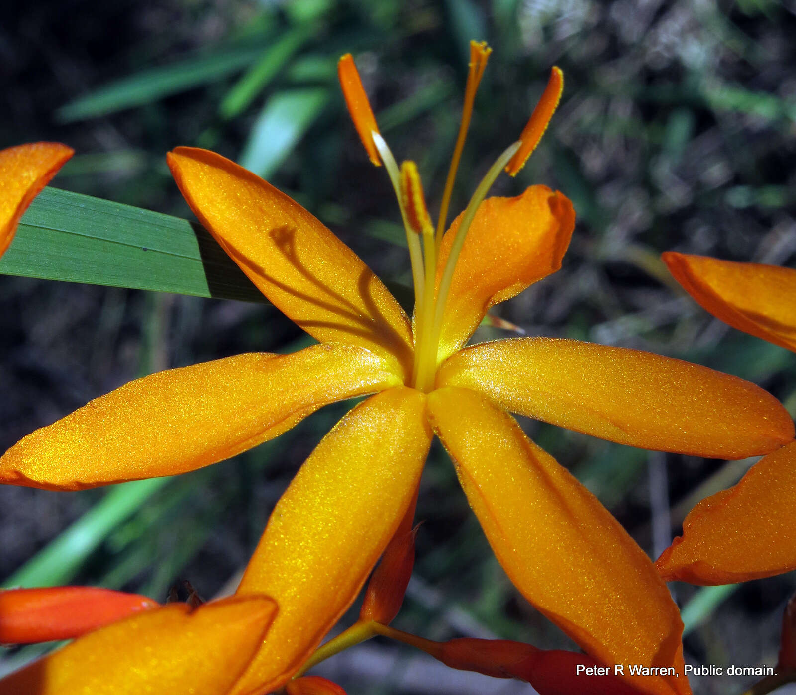 صورة Crocosmia aurea subsp. aurea