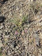 Image of soldier rockcress