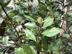 Lyonia ferruginea (Walt.) Nutt.的圖片