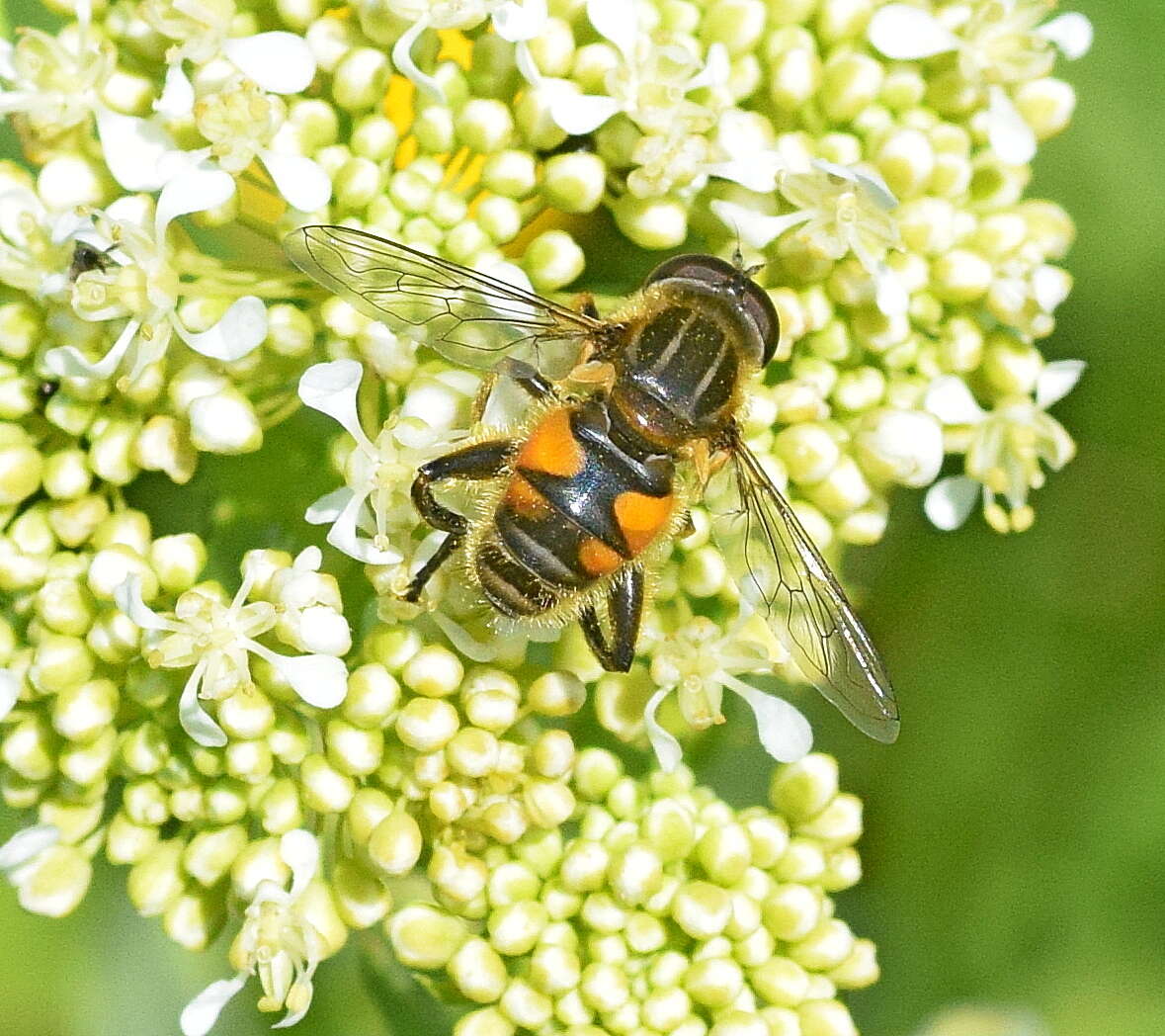 Слика од Mesembrius peregrinus (Loew 1846)