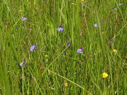 Image of Butterfly lobelia