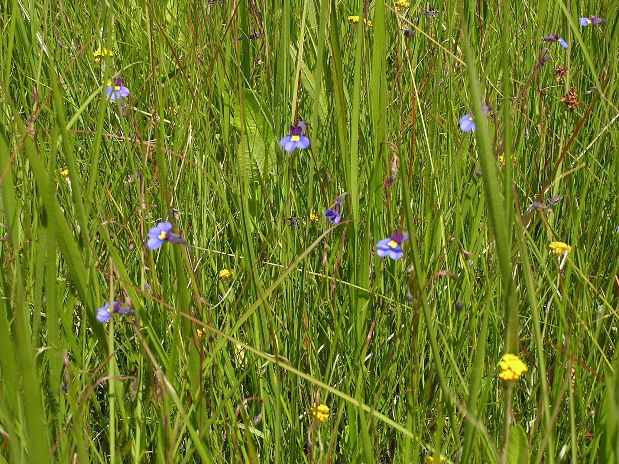 Image of Butterfly lobelia