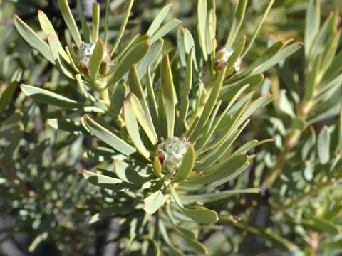 Image of grey conebush