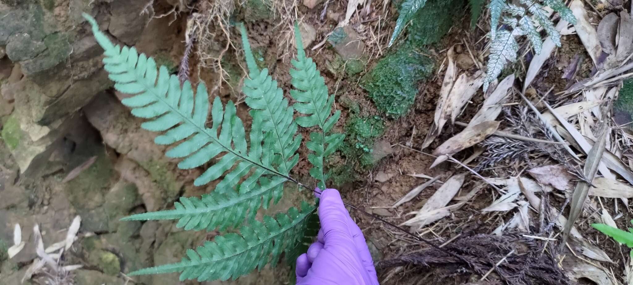 Слика од Pteris amoena Bl.