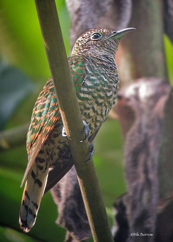 Image of African Emerald Cuckoo