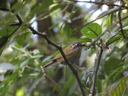 Image of Common Bush Tanager