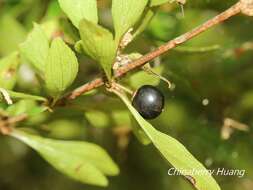 Image of Rhamnus parvifolia Bunge