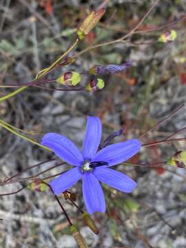 Image of Agrostocrinum hirsutum (Lindl.) Keighery