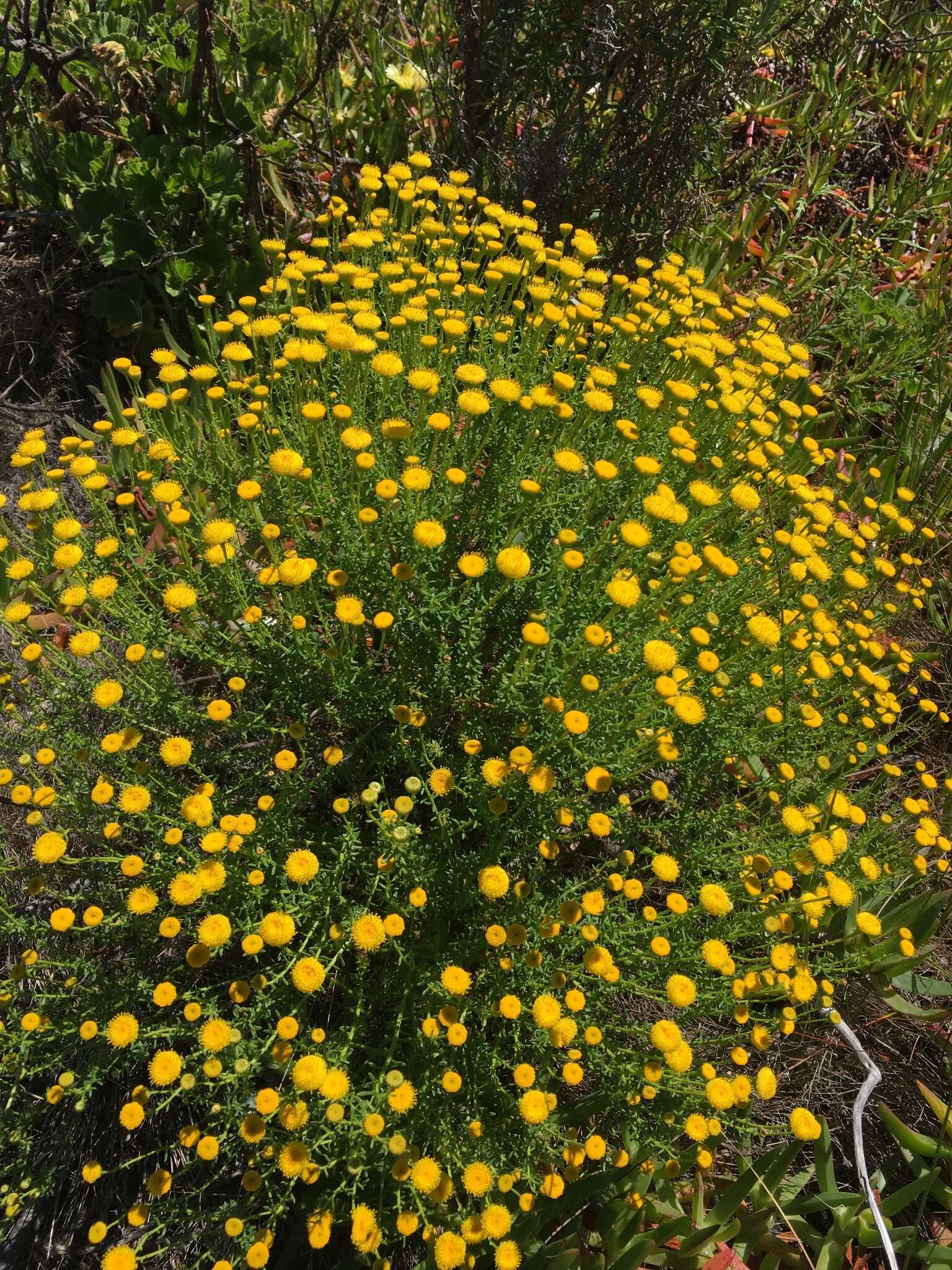 Image of Chrysocoma cernua L.