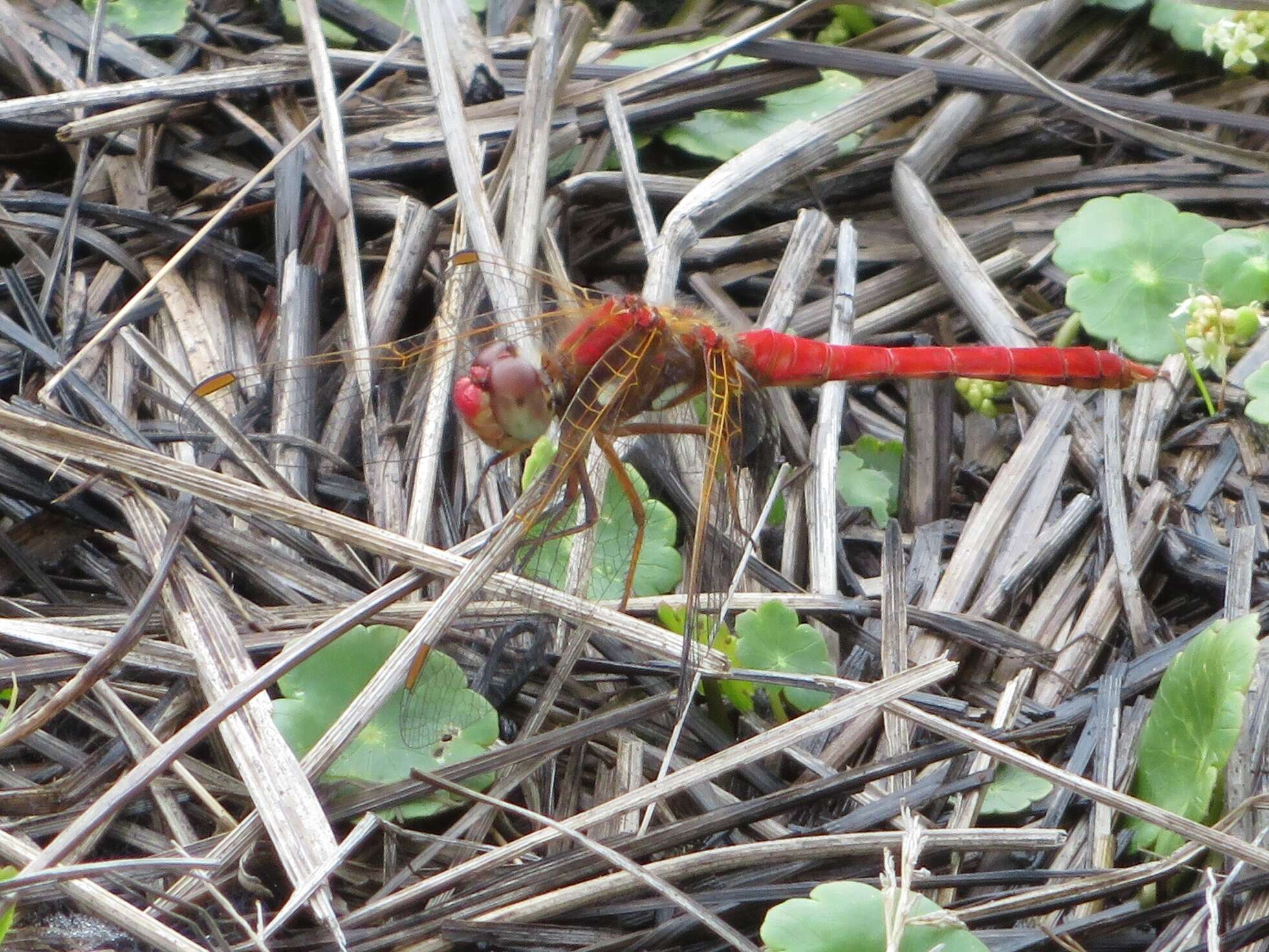 Image de Sympetrum gilvum (Selys 1884)