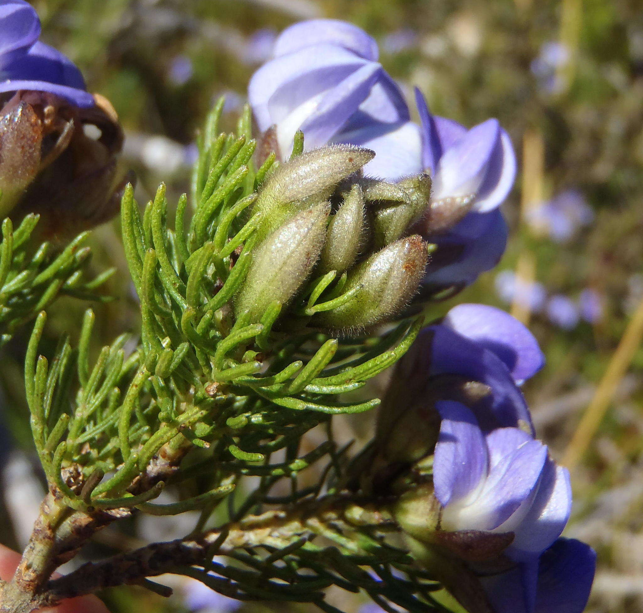 Image of Psoralea speciosa Eckl. & Zeyh.