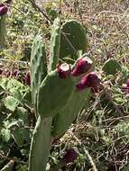 Image of <i>Opuntia bonaerensis</i>