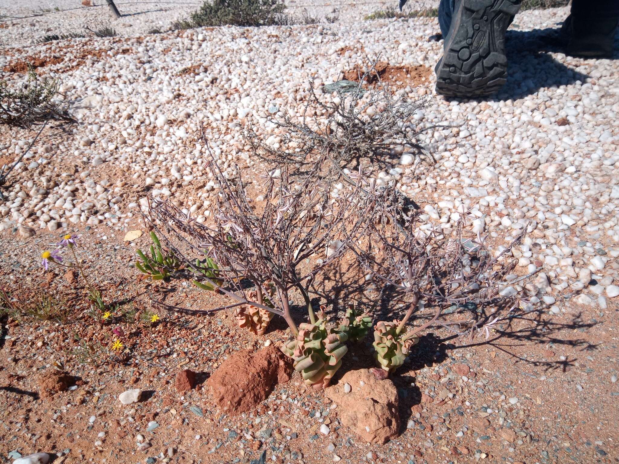 Image of Trachyandra tortilis (Baker) Oberm.