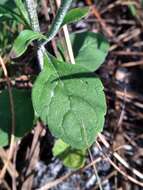 Image de Scutellaria arenicola Small