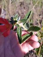 Imagem de Turnera longiflora Cambess.