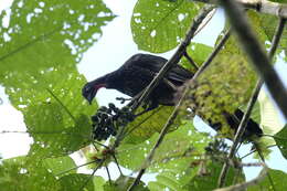 Image of Isertia laevis (Triana) B. M. Boom