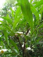 Image of Solanum compressum L. B. Smith & Downs