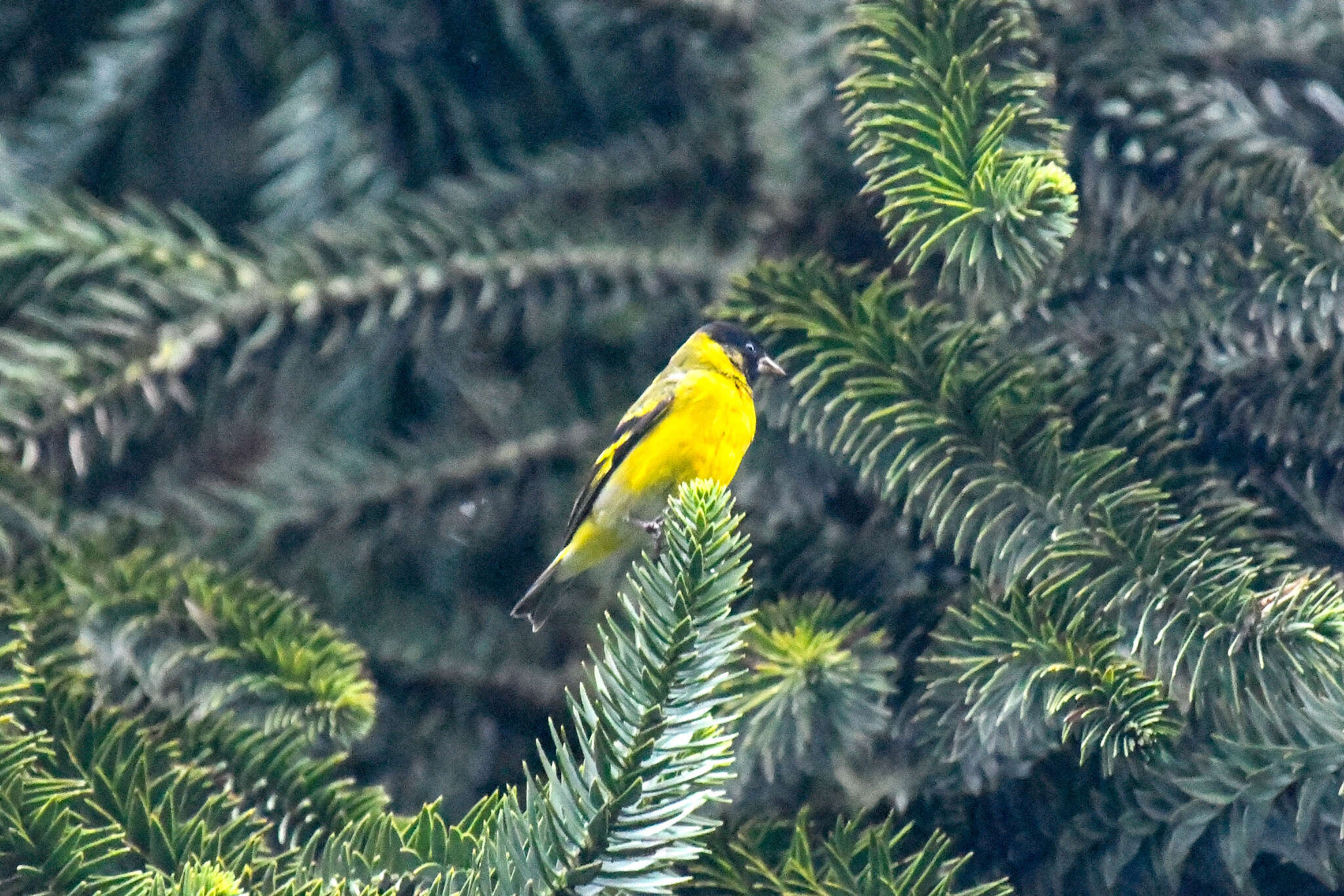 Spinus magellanicus (Vieillot 1805)的圖片