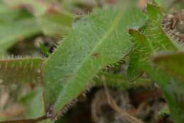 Image of lesser hawkbit