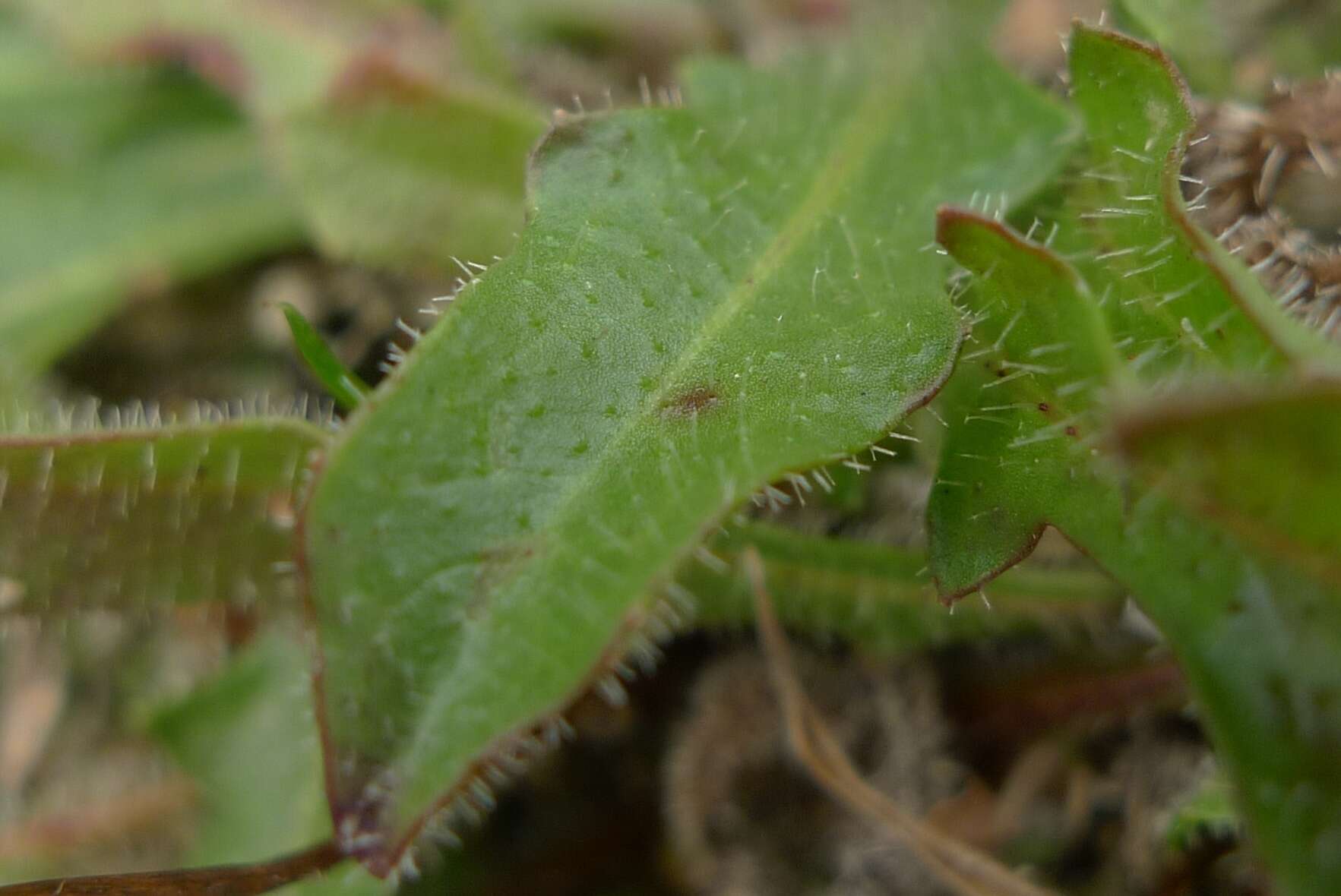 Image de Leontodon saxatilis subsp. saxatilis