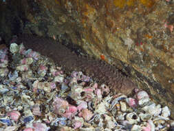 Image of Sand sifting sea cucumber